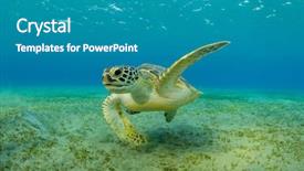  Presentation with marine life - Presentation theme having sandy bottom wild animal underwater background and a teal colored foreground