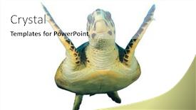  Presentation with turtle - PPT layouts having hawksbill turtle eretmochelys imbricata on white background background and a white colored foreground