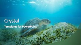  Presentation with flora fauna - Amazing theme having hawksbill turtle feeding seaweed marsa backdrop and a teal colored foreground