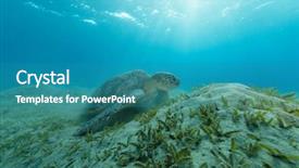 Presentation with flora fauna - Audience pleasing presentation consisting of hawksbill turtle feeding seaweed marsa backdrop and a teal colored foreground