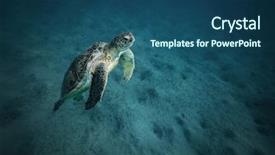  Presentation with marine life - Colorful PPT theme enhanced with hawksbill turtle feeding seaweed marsa backdrop and a ocean colored foreground