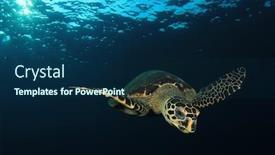 Presentation with turtle - Slide deck enhanced with hawksbill-turtle-in-ocean background and a navy blue colored foreground