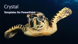  Presentation with turtle - Amazing PPT theme having hawksbill turtle in ocean backdrop and a navy blue colored foreground