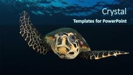  Presentation with turtle - Slide set consisting of hawksbill-turtle-in-ocean background and a ocean colored foreground