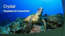  Presentation with divers - Amazing PPT theme having hawksbill turtle with distant scuba backdrop and a gray colored foreground
