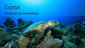  Presentation with divers - PPT theme with hawksbill turtle with distant scuba background and a light gray colored foreground
