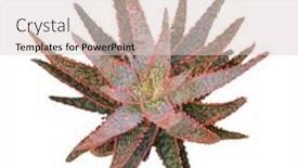  Presentation with cactus - Slide deck with haworthia-limifolia-cactus-planted-isolated background and a lemonade colored foreground