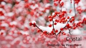  Presentation with green grass under the snow - Beautiful PPT theme featuring hawthorn berries under snow backdrop and a coral colored foreground