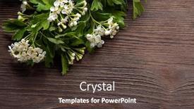  Presentation with wood - Colorful slide set enhanced with hawthorn-blossom-flower-on-wood backdrop and a dark gray colored foreground