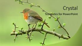  Presentation with spring tree - Cool new PPT layouts with hawthorn tree in spring backdrop and a mint green colored foreground