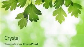  Presentation with green leaves - Slide set featuring hawthorn twig with green leaves background and a mint green colored foreground