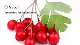  Presentation with leaf pathogen - Amazing presentation theme having red hawthorne - hawthorn with leaf backdrop and a white colored foreground