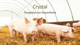  Presentation with pig farm - Colorful theme enhanced with hay at pig farm backdrop and a cream colored foreground