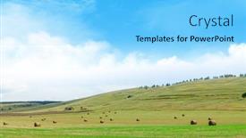 Presentation with hay field - Beautiful PPT layouts featuring hay-bales-harvesting backdrop and a light blue colored foreground