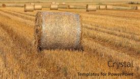  Presentation with harvest - Cool new slide deck with hay bales on filed after harvest first in focus backdrop and a red colored foreground