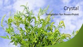  Presentation with fever - Presentation theme consisting of hay fever - flowering ragweed plant in closeup background and a light blue colored foreground