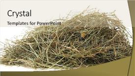  Presentation with scroll paper isolated on white - Cool new slide set with hay isolated on white backdrop and a soft green colored foreground