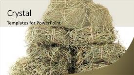  Presentation with teachnology and brain white - Beautiful PPT theme featuring hay isolated on white backdrop and a coral colored foreground