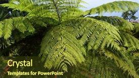  Presentation with fern sun - Beautiful presentation featuring hay-scented fern dennstaedtia punctilobula backdrop and a tawny brown colored foreground