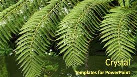  Presentation with fern - Slide deck with hay-scented fern dennstaedtia punctilobula background and a tawny brown colored foreground