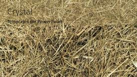  Presentation with dry - Amazing theme having hay-texture-of-the-dry backdrop and a coral colored foreground