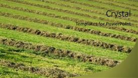 Presentation with hay field - PPT theme featuring hay windrows in the field background and a gold colored foreground