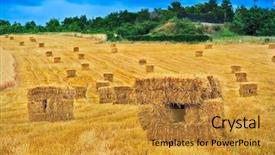  Presentation with hay field - Cool new theme with hay backdrop and a gold colored foreground