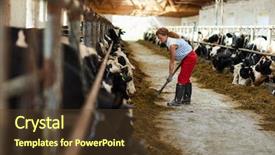  Presentation with working - Amazing theme having hayfork by one of stable backdrop and a tawny brown colored foreground