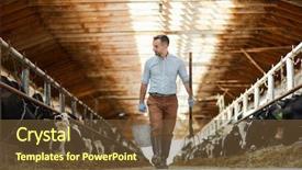  Presentation with dairy - Theme with hayfork walking along two stable background and a tawny brown colored foreground