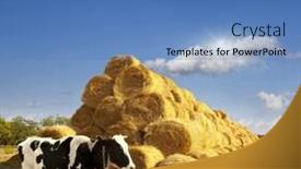  Presentation with cow - Colorful theme enhanced with every day for better health backdrop and a red colored foreground