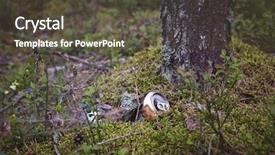  Presentation with garbage - Slide deck having waste land - discarded beer can background and a tawny brown colored foreground