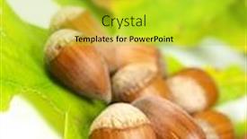  Presentation with hazelnuts - PPT layouts having hazelnuts with green leaves on white background background and a yellow colored foreground
