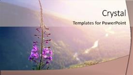  Presentation with montana - Beautiful PPT theme featuring hazy - fireweed flowers at sunset above backdrop and a cream colored foreground