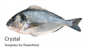  Presentation with fish - PPT layouts consisting of head bream or dorada fish background and a white colored foreground