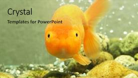 Presentation with goldfish - PPT theme consisting of head goldfish inside an aquarium background and a  colored foreground