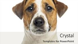 Presentation with russell - Slides with head head - close-up of a jack russell background and a  colored foreground