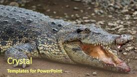  Presentation with crocodile - Slides featuring  background and a  colored foreground