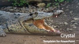  Presentation with crocodile - Presentation theme with  background and a  colored foreground