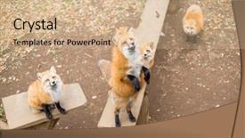  Presentation with fox - Cool new presentation theme with struggling tree - red fox in the park backdrop and a  colored foreground