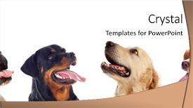  Presentation with dog park dogs plays - Amazing slide set having head hunter - many dogs isolated backdrop and a white colored foreground