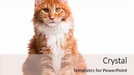  Presentation with old young - Theme having head hunter - portrait of domestic red maine background and a lemonade colored foreground