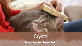  Presentation with brush - Cool new slides with head hunter - woman combing cute cat backdrop and a tawny brown colored foreground