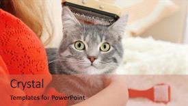  Presentation with brush - PPT layouts featuring head hunter - woman combing cute cat background and a red colored foreground