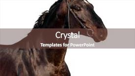  Presentation with horse head - Cool new presentation with head isolated on white background backdrop and a tawny brown colored foreground