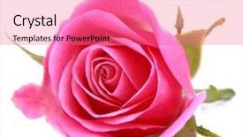  Presentation with pink rose petals on white - Audience pleasing slide deck consisting of head isolated on white background backdrop and a coral colored foreground