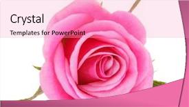  Presentation with pink rose petals on white - Audience pleasing slide set consisting of head isolated on white background backdrop and a coral colored foreground