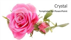  Presentation with pink rose petals on white - Colorful PPT theme enhanced with head isolated on white background backdrop and a  colored foreground