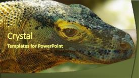  Presentation with varanus - Colorful PPT layouts enhanced with head of a komodo dragon backdrop and a tawny brown colored foreground