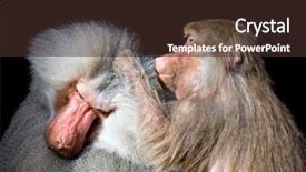  Presentation with head lice - Colorful slide set enhanced with head lice - baboon grooming another closeup isolated backdrop and a tawny brown colored foreground