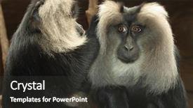  Presentation with head lice - PPT layouts consisting of head lice - monkey hygiene background and a dark gray colored foreground